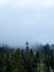 pine tree forest in the mountains on a foggy day