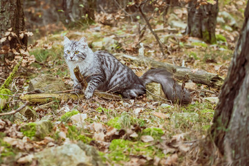 gray cat mackerel is walking in the woods