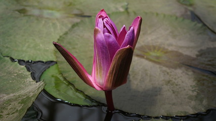pink lotus flower