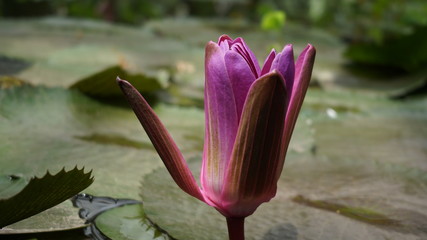 lotus in pond