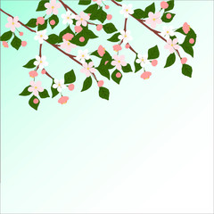 illustration drawn cherry blossoms branch. Branch of Cherry blossom