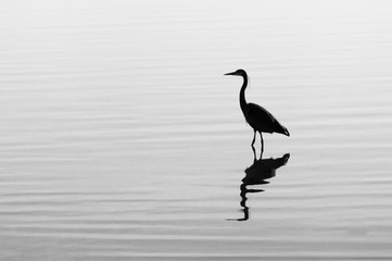 Silhouette of a heron in the water with ripples and reflection