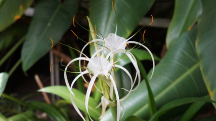 flower in garden