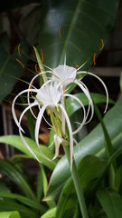 white flower