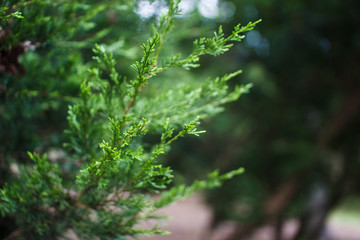 Fototapeta premium Close-up green plants on a beautiful bokeh background