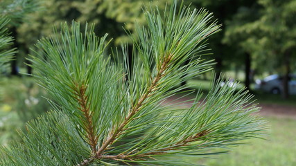branch of a tree
