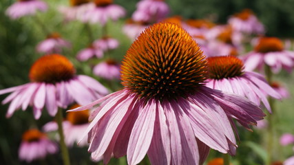 flower in the garden