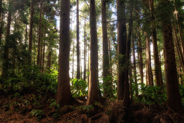 Morning in the forest 