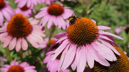 bee on flower