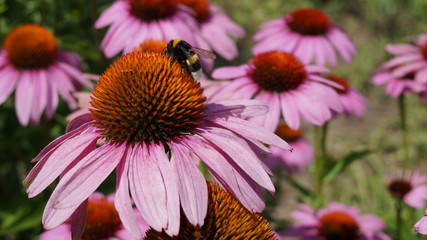 bee on flower