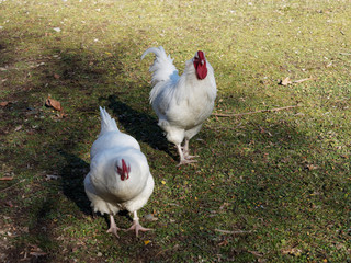 Gallus domesticus - Couple de poule et coq suisses de la région d'Appenzell au plumage blanc picorant dans un jardin