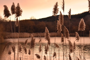 Lake by dusk  with reed, Hungary, Sötétvölgy
