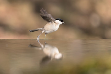Cincia bigia riflessa nel fiume (Poecile palustris)