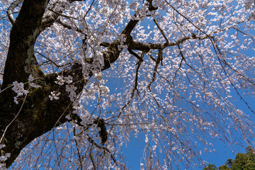Cherry Blossoms in Spring