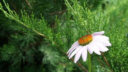 white flower