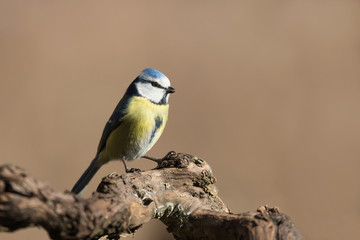 Naklejka premium Splendido ritratto di una cinciarella (Cyanistes caeruleus)