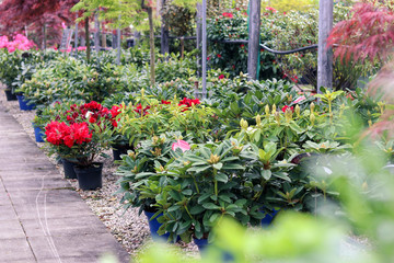 Fototapeta na wymiar Assortment of blooming azaleas and rhododendrons in flower pots in garden center shop. Selective focus. Spring season sale.