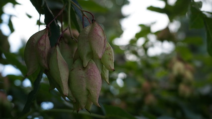 green bunches on a tree