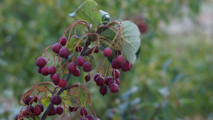 red berries on branch
