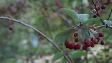 red berries on branch