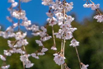 Cherry Blossoms in Spring