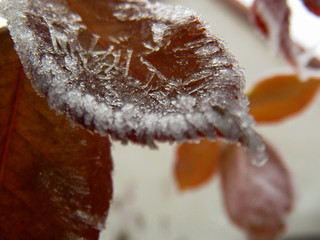 Frozen leaf of a tree from close