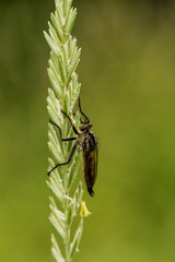 Insects