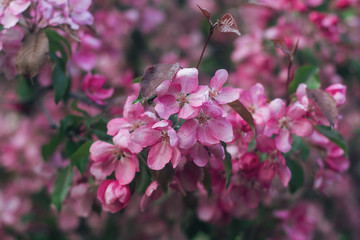 Peach in blossom, tree branches with pink flowers, springtime, sunny days
