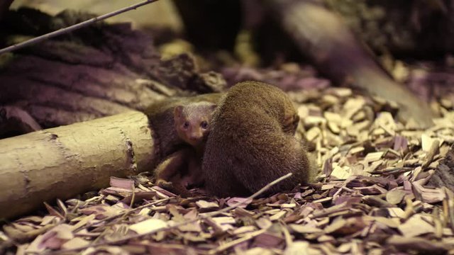 The common dwarf mongoose Helogale parvula