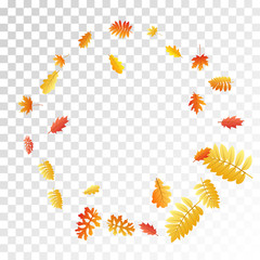 Oak, maple, wild ash rowan leaves vector, autumn foliage on transparent background.