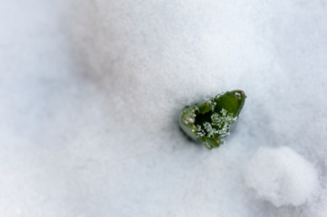 Tulip flower leaves emerging in early spring in snow