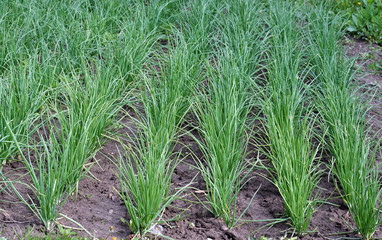 Young green onion grows in the open ground
