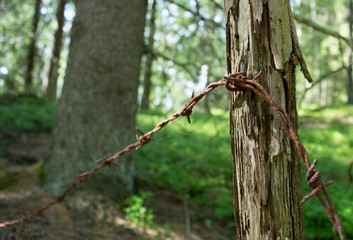 Rusty barb wire 