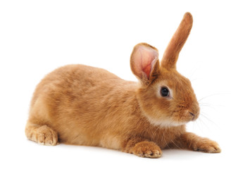 One brown rabbit.