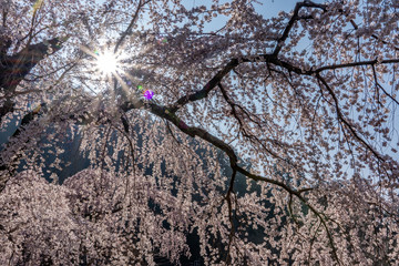 Cherry Blossoms in Spring
