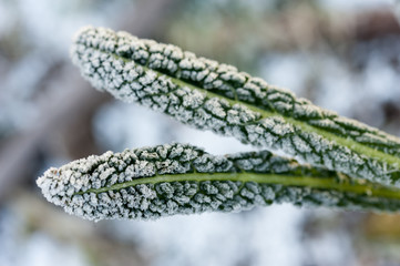 Close up of ice crystals forming on kale leaves in winter