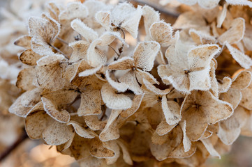 Close up of brown hydrangea flower petals covered in frost in winter