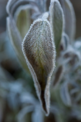 Sage plant covered in frost in winter