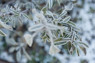 Sage plant covered in frost in winter