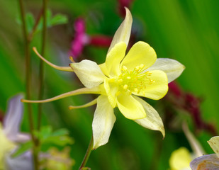 Beautiful and vibrantly colorful Flower Portraits and interesting and unusual gardens.