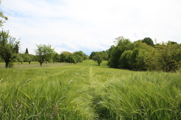 Fototapeta premium Grain field in spring