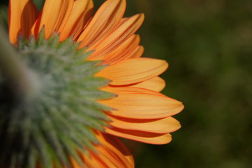 orange flower petal close up 