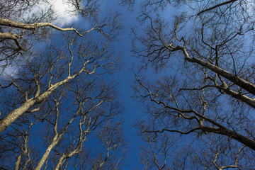 trees against the sky