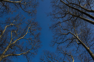 trees against the sky