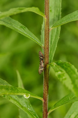 Bug