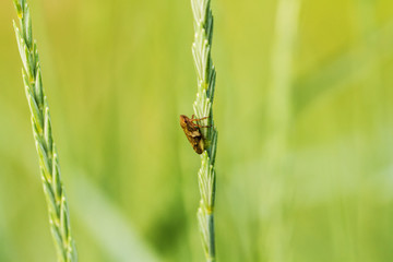Bug