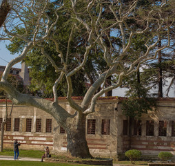 Fototapeta na wymiar big tree on the background of an ancient wall