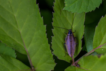 Bug