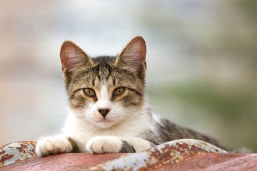 portrait of a cute kitten, cute kitten on nature 