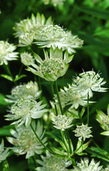 Beautiful and vibrantly colorful Flower Portraits and interesting and unusual gardens.